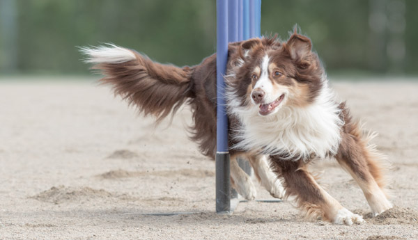 Bild på en hund som tränar agility