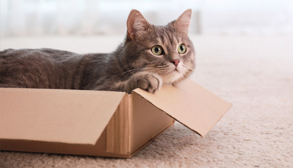 Bild på en katt som ligger i en kartong
